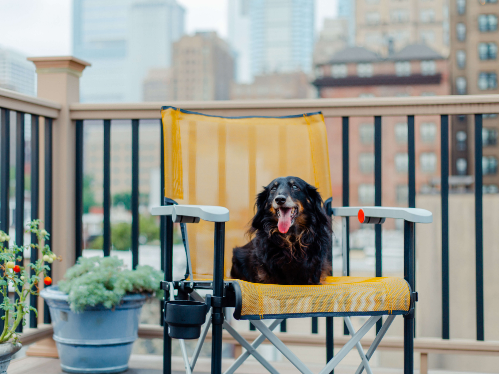 Cute pet dog sitting on the most comfortable portable chair True Places Emmett Folding Chair on a modern rooftop. Quality alternative to a camping chair that is both comfortable and portable