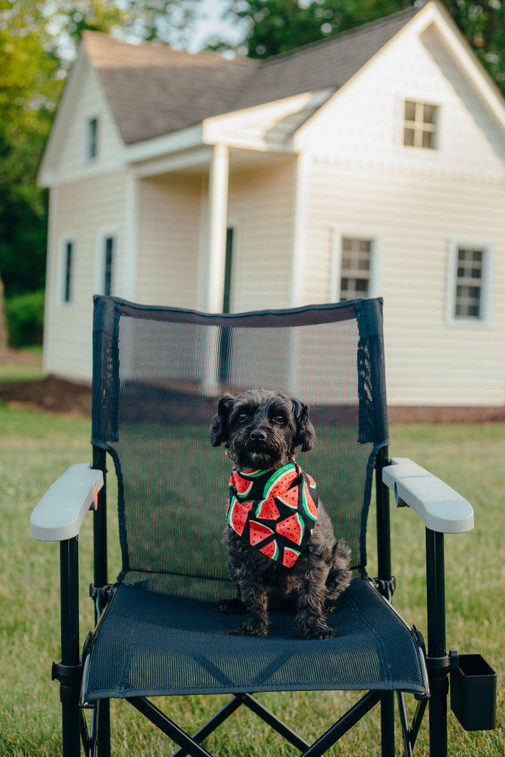 Dog on True Places Emmett outdoor folding chair in park